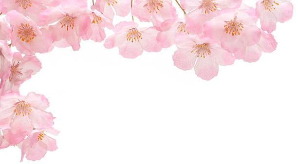 Pink cherry blossom border stock photo