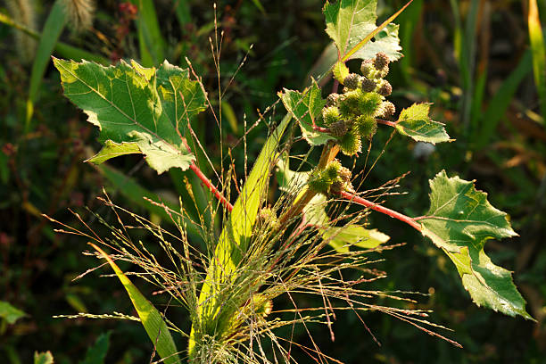 weed dans les mauvaises herbes. - green cocklebur weed ohio photos et images de collection