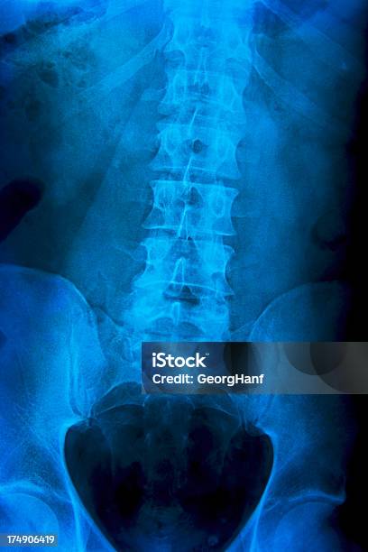 Ludzki Ciało - zdjęcia stockowe i więcej obrazów Anatomia człowieka - Anatomia człowieka, Badanie lekarskie, Biologia - Nauka