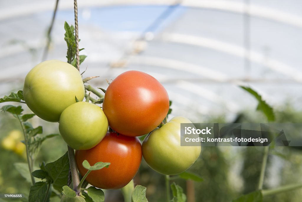 Tomaten, Greenhouse - Lizenzfrei Abnehmen Stock-Foto