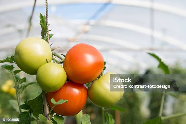 Tomates Com Efeito De Estufa - Fotografias de stock e mais imagens de Agricultura - Agricultura, Alimentação Saudável, Almoço