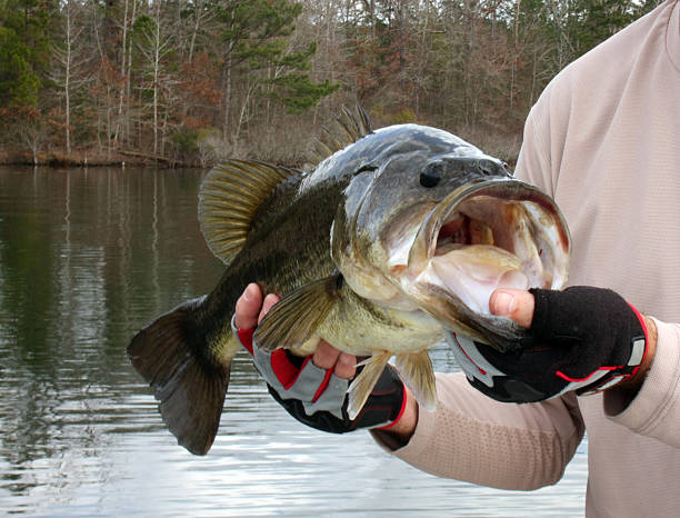 istock Large Mouth Bass 174906618