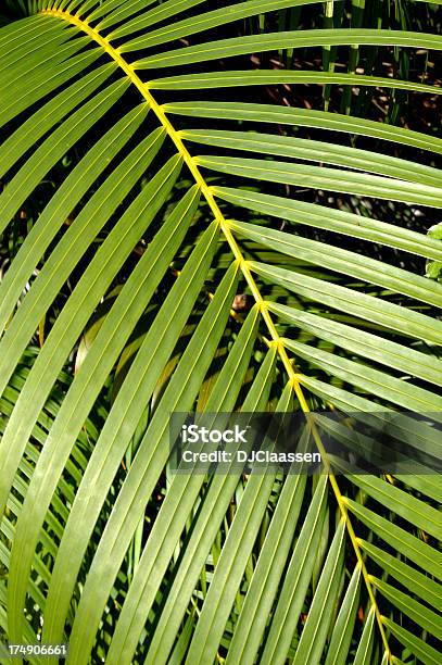 Fronda Di Palma - Fotografie stock e altre immagini di Composizione verticale - Composizione verticale, Concetti, Domenica delle palme