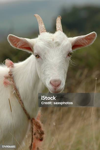 Tethered Goat Kid Stock Photo - Download Image Now - Animal, Animal Body Part, Animal Hair
