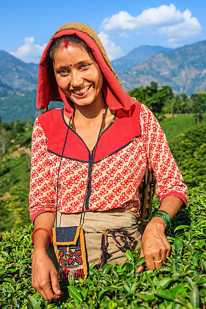 istock Indian pickers plucking tea leaves in Darjeeling, India 174906707