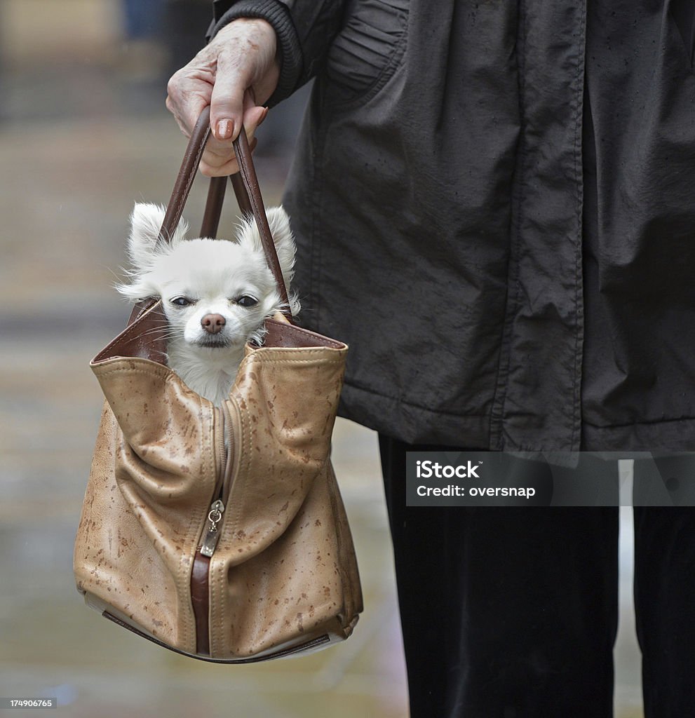 designer dog bag