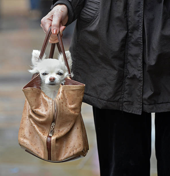 Louis Vuitton Pet Carrier With Dog Stock Photo - Download Image Now - Dog,  Luxury, Louis Vuitton - Designer Label - iStock