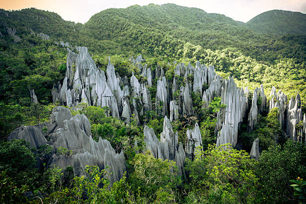 formasi batuan pinnacles di taman nasional gunung mulu - kalimantan potret stok, foto, & gambar bebas royalti