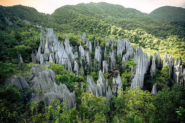 The Pinnacles Rock Formation at Gunung Mulu National Park Rock pinnacles in the jungle island of borneo stock pictures, royalty-free photos & images