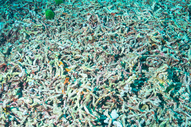 istock Dead Coral Reef Damages By Global warming 174906896