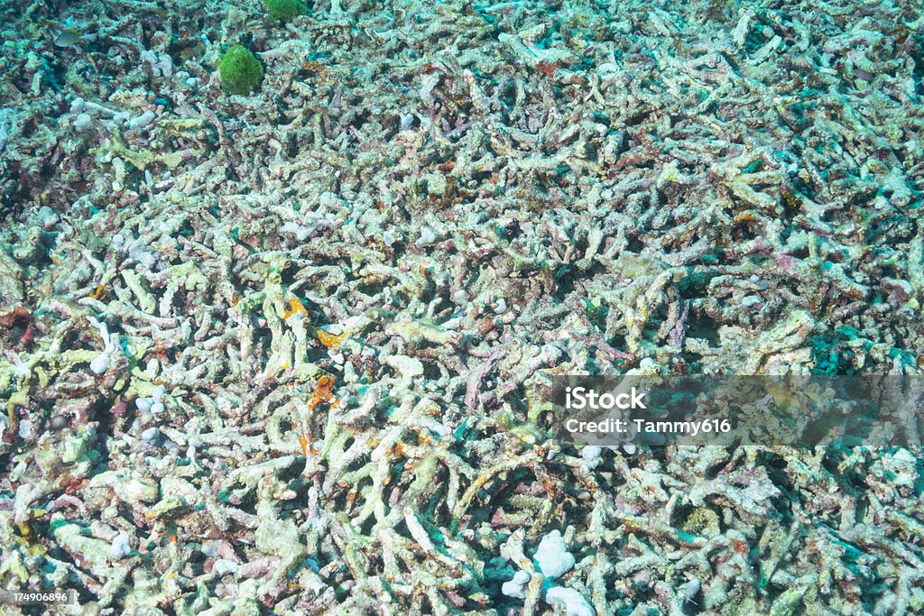 Dead Coral Reef danos pelo aquecimento Global - Foto de stock de Estéril royalty-free