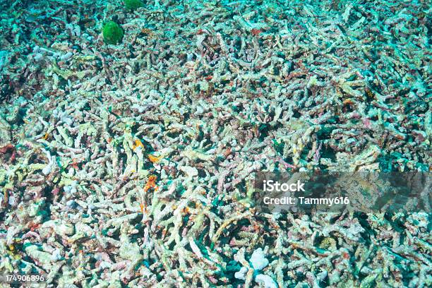 Foto de Dead Coral Reef Danos Pelo Aquecimento Global e mais fotos de stock de Estéril - Estéril, Fundo do mar, Mar