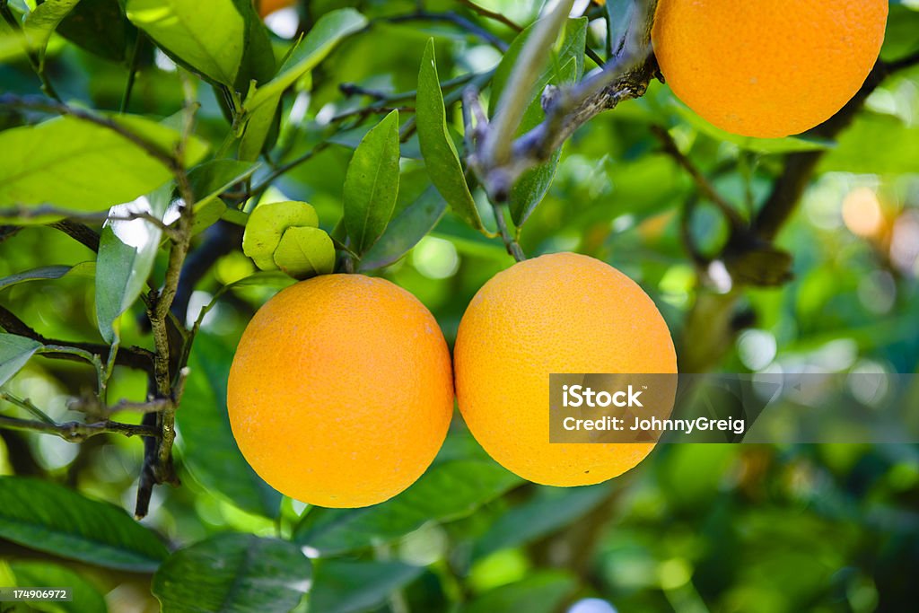 Orange Früchte am Baum - Lizenzfrei Ast - Pflanzenbestandteil Stock-Foto