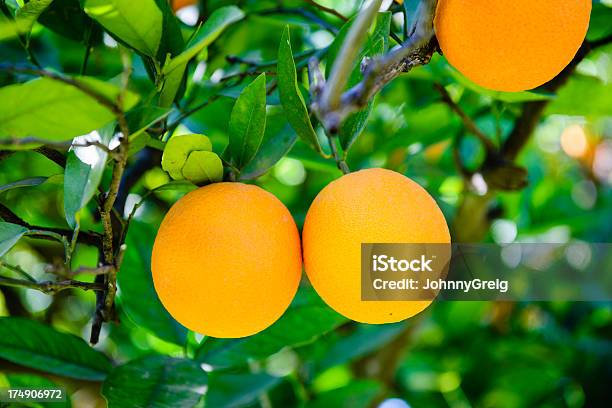 Orange Früchte Am Baum Stockfoto und mehr Bilder von Ast - Pflanzenbestandteil - Ast - Pflanzenbestandteil, Baum, Bildkomposition und Technik