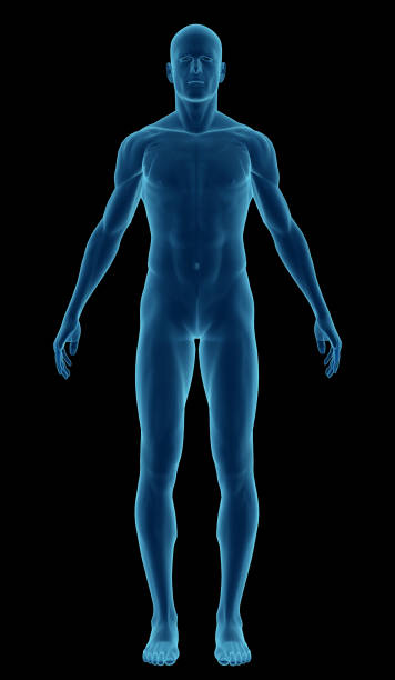 cuerpo humano de un hombre que se destaca por sus músculos - modelo anatómico fotografías e imágenes de stock