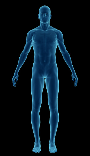 Human body of a man highlighting your muscles. Front view. Isolated on black background. Great to be used in medicine works and health.
