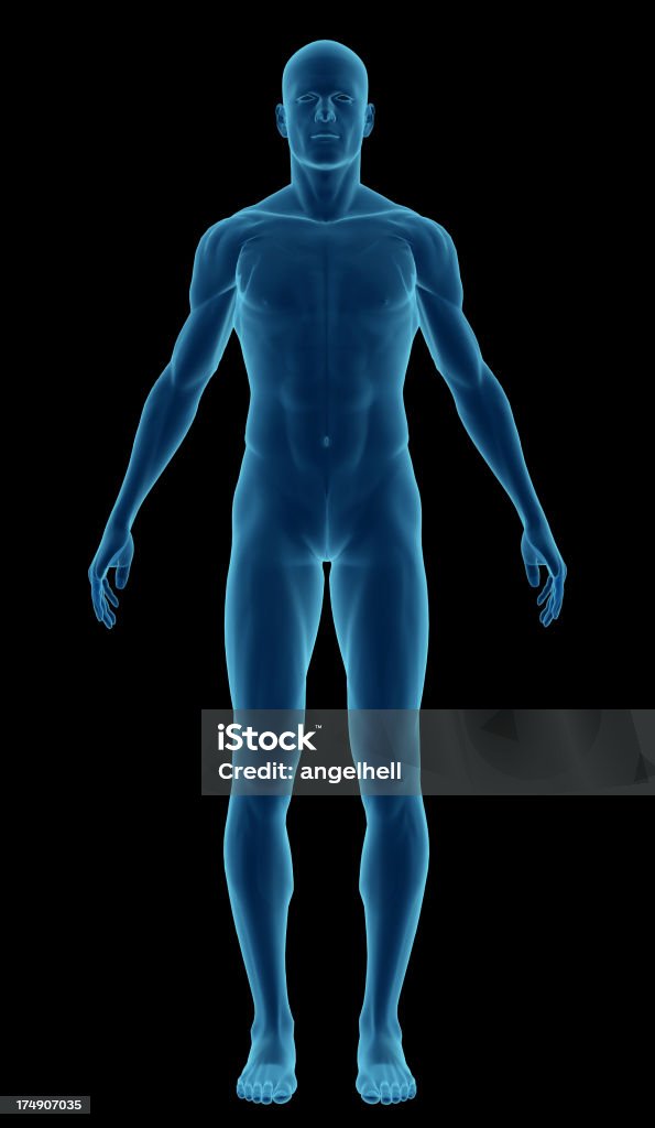Human body of a man highlighting your muscles Human body of a man highlighting your muscles. Front view. Isolated on black background. Great to be used in medicine works and health. The Human Body Stock Photo