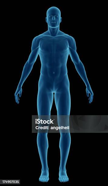 Human Body Of A Man Highlighting Your Muscles Stock Photo - Download Image Now - The Human Body, Anatomy, X-ray Image