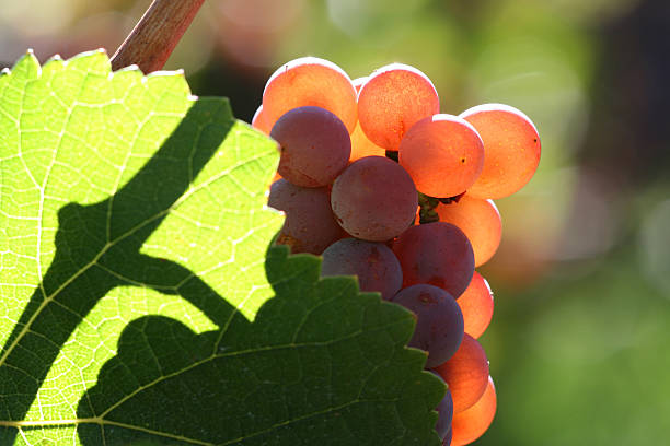 red grapes stock photo