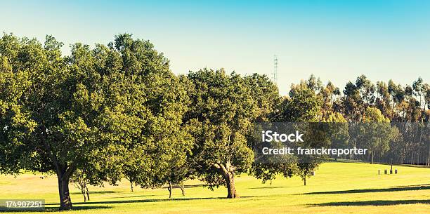 Parque De Los Ángeles Foto de stock y más banco de imágenes de Aire libre - Aire libre, Ajardinado, Arbusto