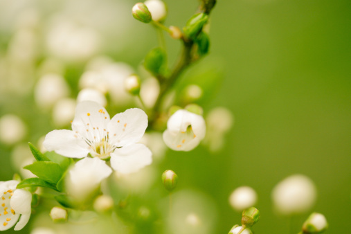 detail of hawthorn in springtime