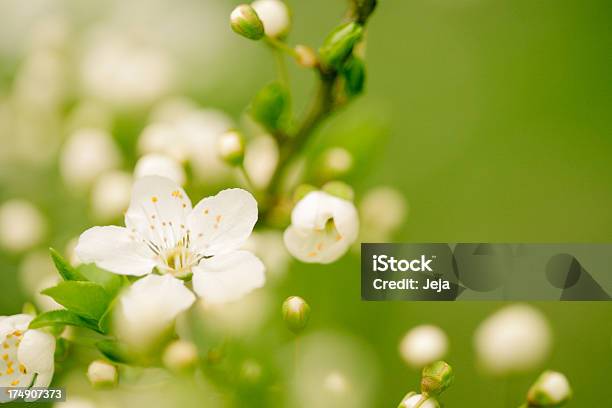 Apple Blossom Stock Photo - Download Image Now - Flower, Springtime, Backgrounds