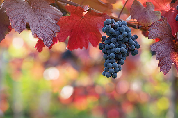 Grapes hanging on vine with red autumn leaves stock photo