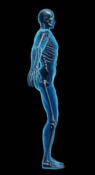 istock Human body of a man with skeleton for study 174907488