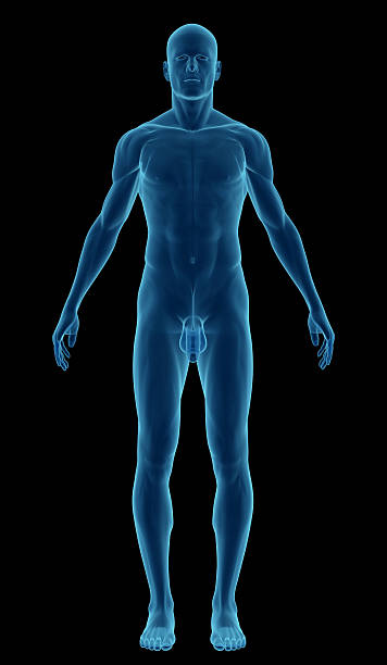 istock Human body of a man for study 174907489