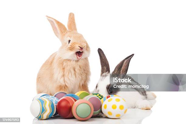 Funny Conejo De Pascua Foto de stock y más banco de imágenes de Conejo - Animal - Conejo - Animal, Huevo de Pascua, Conejo de pascua