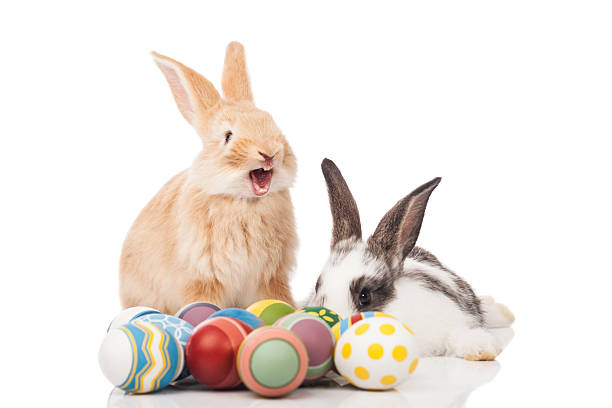Funny Easter bunny stock photo