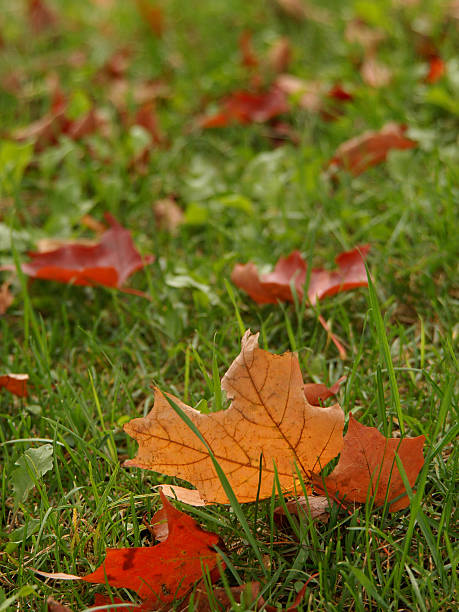 Maple leaves on the lawn stock photo