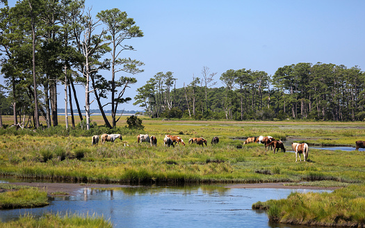 Wild horses in the wetland in Chincoteague National Wildlife Refuge, Assateague Island National Seashore, Chincoteague, Virginia