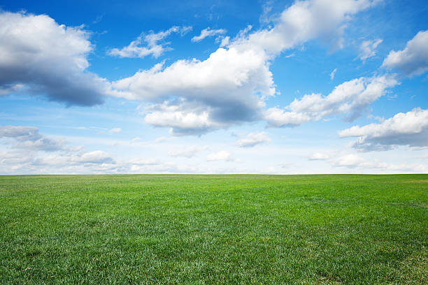 istock Green field of grass under blue sky 174907706