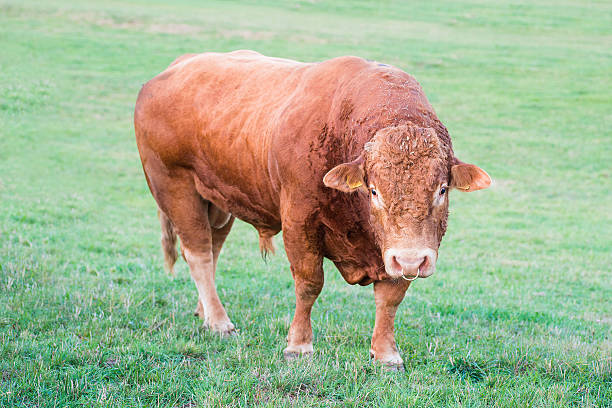istock male bull on grass 174907824