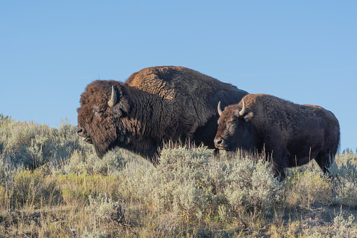 Mother and young bison grazing in the early morning hours at Yellowstone National Park