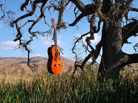                                Antique Classical Guitar in old oak tree floating awe California mountains cottontails