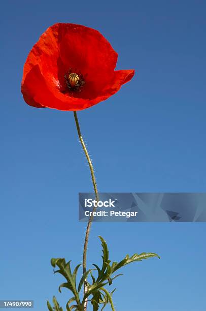 Papavero - Fotografie stock e altre immagini di Papavero - Pianta - Papavero - Pianta, Blu, Composizione verticale