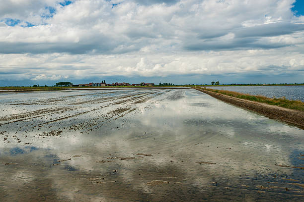 Rice Field "Rice field covered by water in Spring. Vercelli province, Piedmont, Italy." reflection standing water country road local landmark stock pictures, royalty-free photos & images