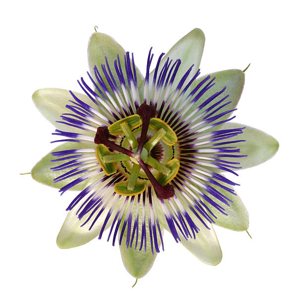 istock Macro close-up of passion Flower, isolated on white 174908167