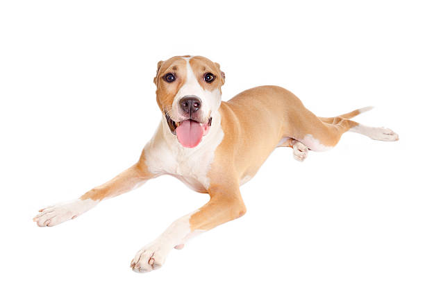 istock Happy Jack Russell Terrier Mix Dog 174908197