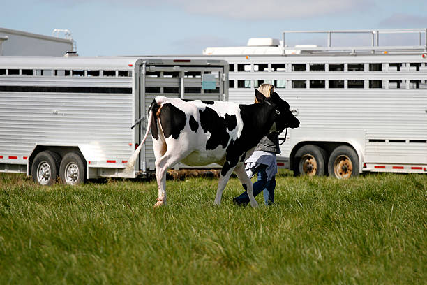 牝牛 - guernsey cattle ストックフォトと画像