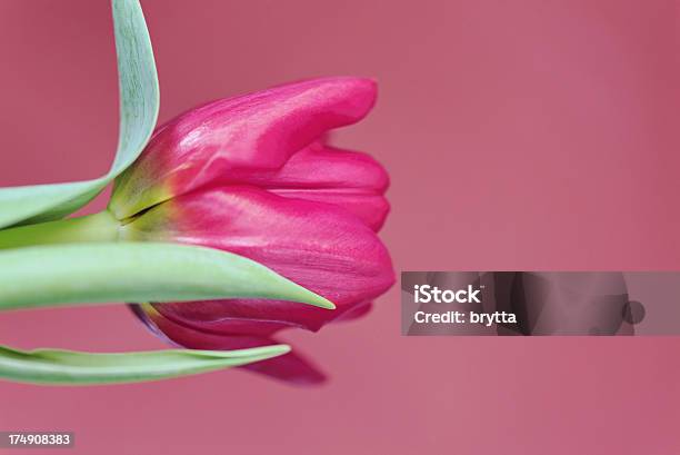 Tulipan Pojedynczy - zdjęcia stockowe i więcej obrazów Barwne tło - Barwne tło, Bez ludzi, Fotografika