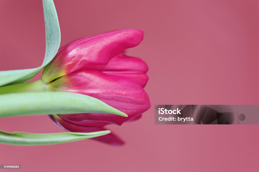 Tulipa única - Royalty-free Beleza natural Foto de stock