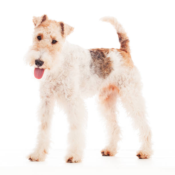 istock Portrait of a Fox Terrier 174908477