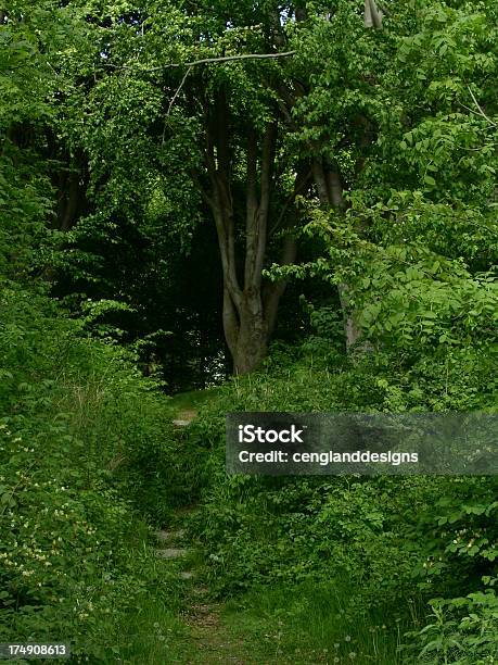 Druids Grove - zdjęcia stockowe i więcej obrazów Tajemnica - Tajemnica, Zagajnik, Buk - drzewo