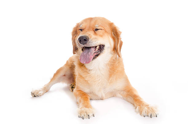 istock Yawning Golden Retriever Mix Dog 174908644