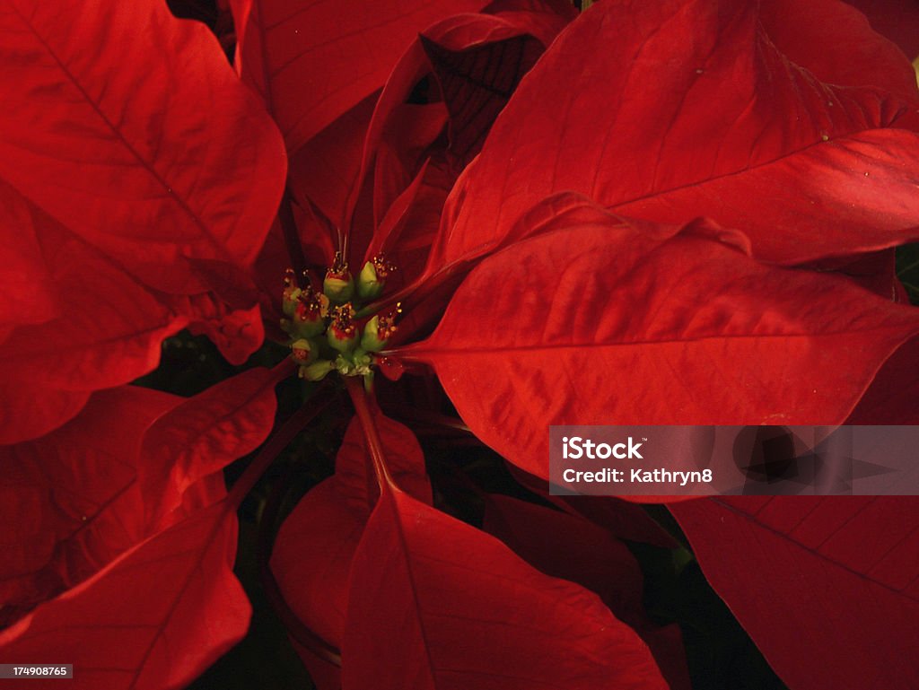 Weihnachten-Blume - Lizenzfrei Blatt - Pflanzenbestandteile Stock-Foto