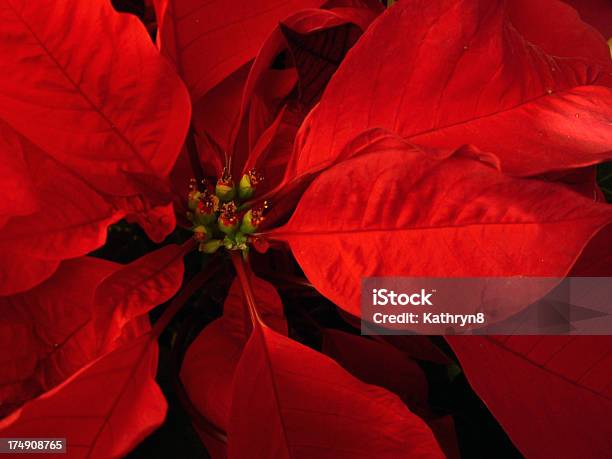 Weihnachtenblume Stockfoto und mehr Bilder von Blatt - Pflanzenbestandteile - Blatt - Pflanzenbestandteile, Blume, Blütenblatt