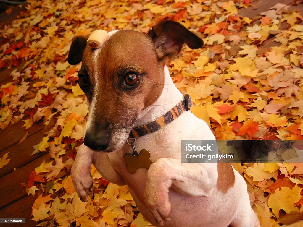 Biscotto per cani testa - Foto stock royalty-free di Albero